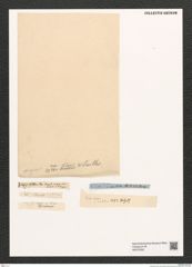 Diatomeae indet. Zeichnungen Sammlung Grunow (NHMW-BOT-W0375352)
